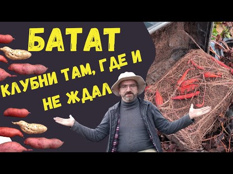 Видео: Клубни батата выросли там, где не ожидал