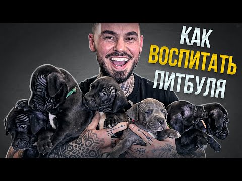 Видео: КАК ИЗБЕЖАТЬ АГРЕССИИ ПИТБУЛЯ - ИСТОРИЯ  КОНФЛИКТА