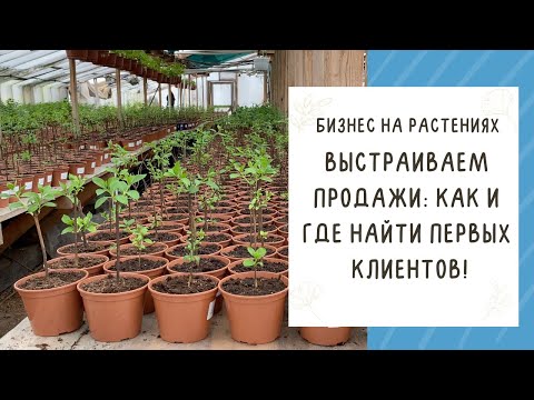 Видео: БИЗНЕС НА РАСТЕНИЯХ! ИЩЕМ КЛИЕНТОВ И НАЧИНАЕМ ПРОДАЖИ!