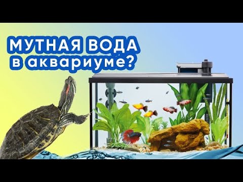 Видео: Мутная вода в аквариуме - что делать?