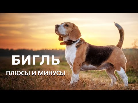 Видео: БИГЛЬ. Плюсы и минусы породы BEAGLE