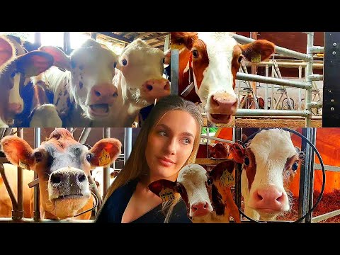 Видео: СЕМЕЙНАЯ ФЕРМА на 300 РОГАТЫХ голов | Обзор Доильного Робота | Ферма в Германии