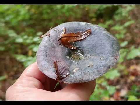 Видео: 14 жовтня 2025р.