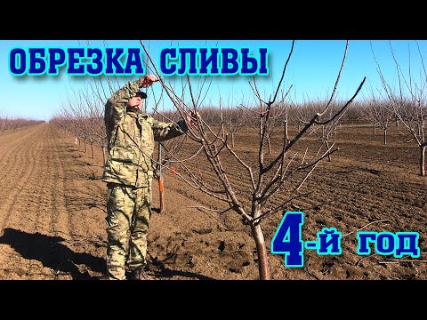 Видео: Правильная ОБРЕЗКА СЛИВЫ/4-й год после посадки/опытный участок/pruning plums for the 4rd year