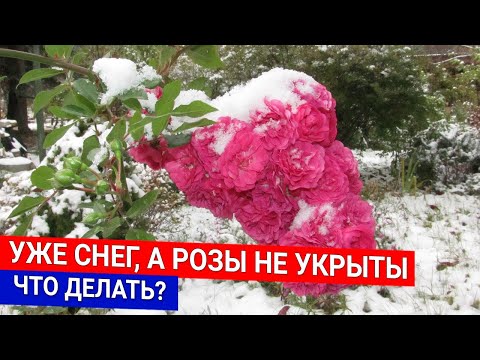 Видео: Уже снег, а розы не укрыты - что делать?