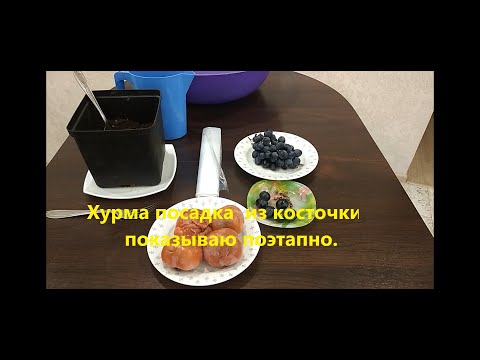 Видео: Хурма посадка  из косточки -  показываю поэтапно.