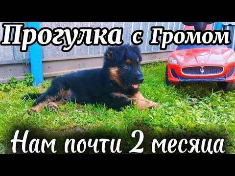 Видео: ГРОМУ скоро 2 месяца,вышли гулять с щенком | #немецкаяовчарка #Germanshepherd