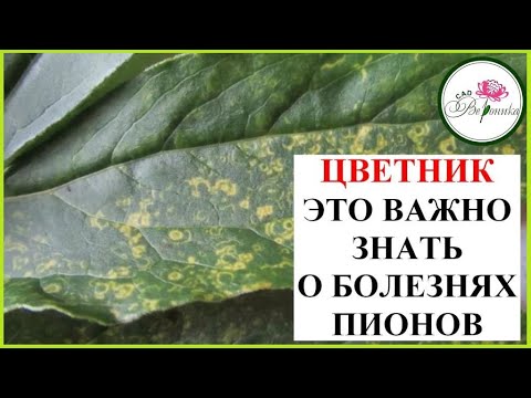 Видео: КАКИЕ БОЛЕЗНИ ПИОНОВ СТОИТ ЛЕЧИТЬ, А КАКИЕ НЕТ