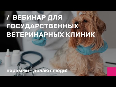Видео: Что нужно ветеринарным клиникам,чтобы оптимизировать документацию и больше времени уделять пациентам
