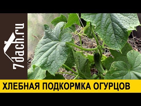 Видео: 🥒 Повышаем урожайность огурцов: подкормка из хлеба - 7 дач