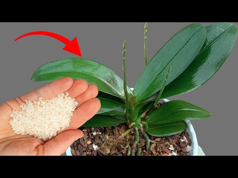 Видео: Просто посыпьте им поверхность! Ваши орхидеи будут цвести круглый год!