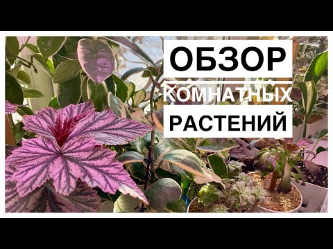Видео: Мои комнатные растения | 09.02.2024г.