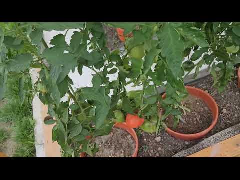 Видео: Пропали две курицы -  что случилось? / вершинная гниль отступает