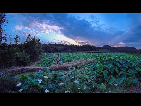 Видео: Снова почувствовала аромат лотоса.Приготовление блюд из цветов,листьев и корней лотоса.LiziqiChannel