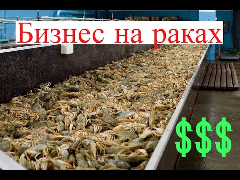 Видео: СУПЕР ИДЕЯ!!!Раки разведение как бизнес идея