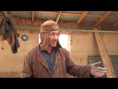 Видео: Мал өсіріп жанды қуаттау қазақтың дін дәстүрі Жайнақтан