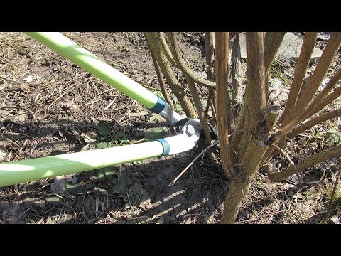 Видео: Обрезка роз в апреле