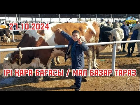 Видео: ІРІ ҚАРА БАҒАСЫ 27.10.2024 ТАРАЗ МАЛ БАЗАР / СКОТНЫЙ РЫНОК