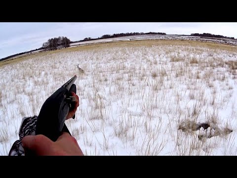 Видео: ЛУЧШИЕ МОМЕНТЫ С ОХОТЫ НА ЗАЙЦА И УТКУ 2020. ТОЛЬКО ВЫСТРЕЛЫ / MAX HUNTER