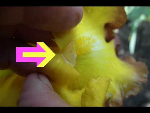 Видео: ОПЫЛЕНИЕ ИРИСОВ - легко!