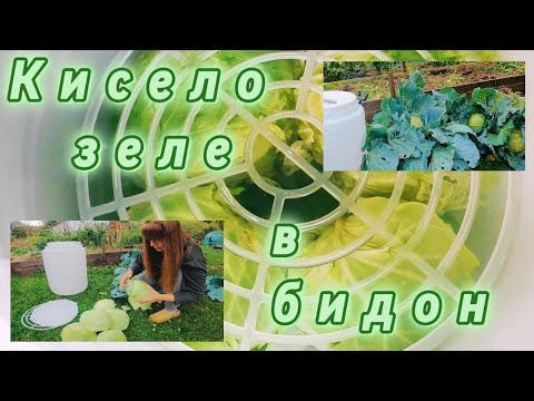 Видео: Кисело зеле в бидон