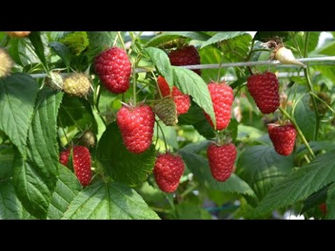 Видео: Подкормка малины при сборе урожая. Как добиться более высоких урожаев?