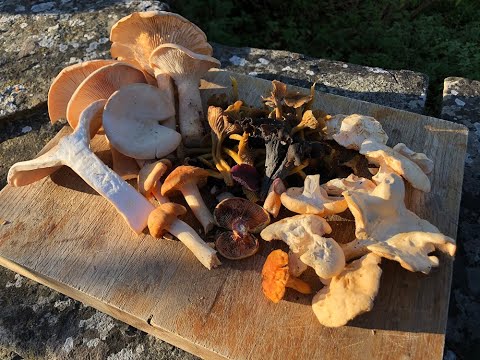 Видео: Сбор грибов в ноябре