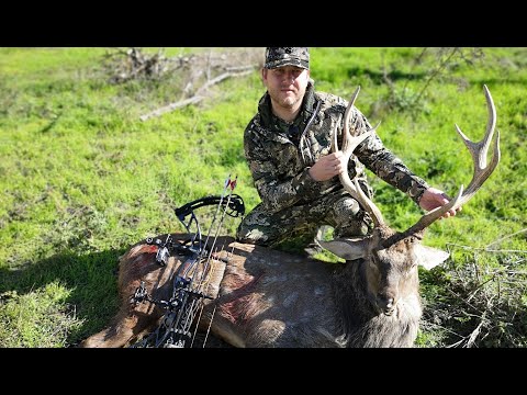 Видео: Охота с блочным луком на оленя в вольере.