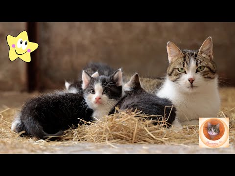 Видео: Веселые и самые милые кошачьи шалости