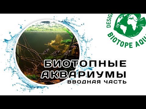 Видео: Биотопный аквариум. Вводная часть. Конкурс дизайна биотопных аквариумов. Biotope-aquarium