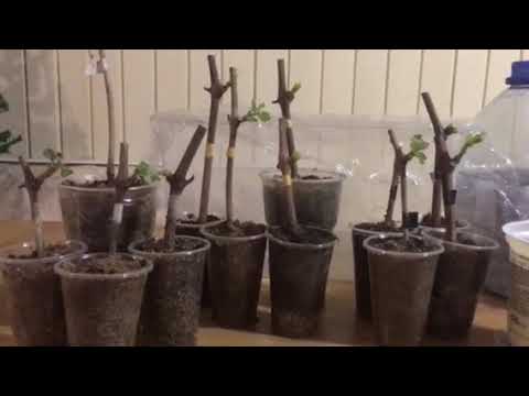 Видео: Результат укоренения черенков в декабре 2019 года