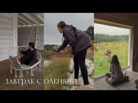 Видео: Завтрак с оленями | эко-ферма Аркуда | июль 2024