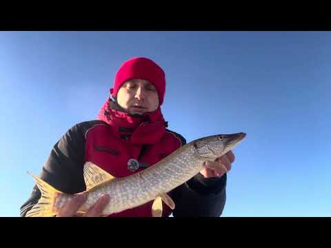 Видео: Первый лед 25-26. Много щуки, но есть нюансы…