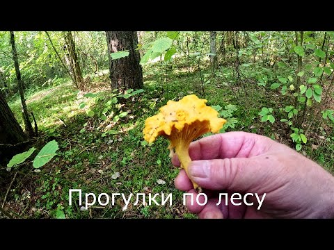 Видео: Прогулки по лесу  | По старым грибным местам. Разрытый мох.
