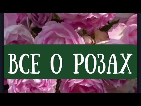 Видео: РОЗА САМЫЙ КРАСИВЫЙ ЦВЕТОК НА ЗЕМЛЕ!