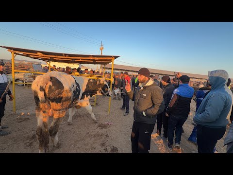 Видео: 9 ноября 2025 г. ТУРТКУЛЬ МОЛ БОЗОР НАРХЛАРИ 