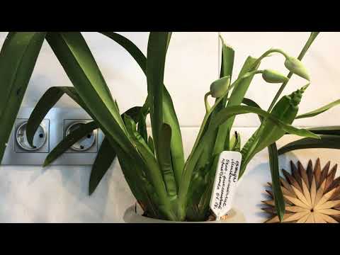 Видео: Как зацвести Орхидею мильтониопсис?