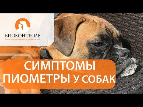 Видео: Пиометра у собак. 🐾 Как развивается пиометра у собаки и каковы способы ее лечения?