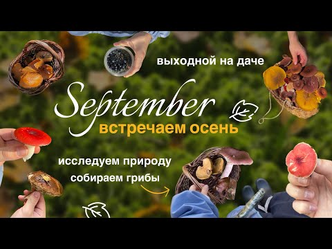Видео: дачный влог | собираем грибы | спасаемся от пауков