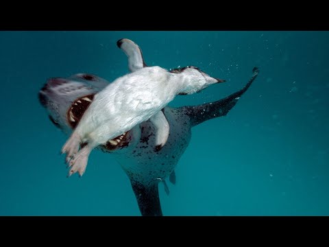 Видео: МОРСКОЙ ЛЕОПАРД - самое опасное ластоногое! Пятнистый хищник вышел на охоту!