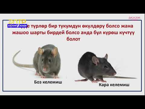 Видео: 9-класс | Биология | Табигый тандоо-түрлөрдүн эволюциясынын негизги кыймылдаткыч күчү