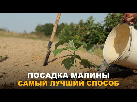 Видео: ПРИ ТАКОЙ ПОСАДКЕ МАЛИНА ПРИЖИВАЕТСЯ ЛУЧШЕ ВСЕГО. Посадка летней и ремонтантной малины.