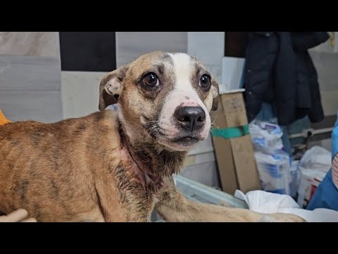 Видео: ПИТБУЛЬ-НЕДОРОСТОК Виола вырвалась с привязи в поисках помощи! За что тебя так не любили?