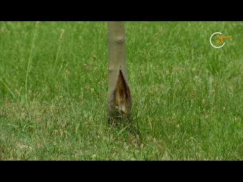 Видео: Экопатруль на Дунё Буйлаб. Благоустройство или вредительство?