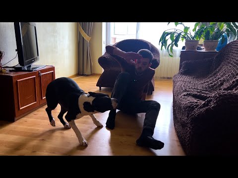 Видео: ЗАПУГАННЫЙ СТАФФОРДШИРСКИЙ ТЕРЬЕР.БОИТСЯ ВСЕГО!Как отучить боятся петард.