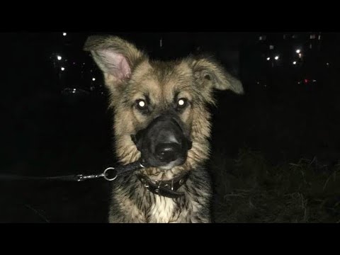 Видео: История той самой Стеши, выброшенную в кусты с перебитой лапкой …Мой ТГ ссылка в шапке профиля…🐶