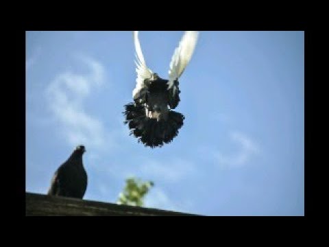 Видео: Курские Голуби Евгения Жаленкова г.Самара  89677267559