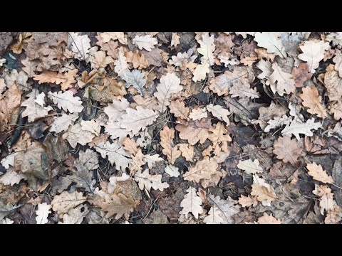 Видео: Как расставаться с хламом за который уплачено много денег?/Минимализм
