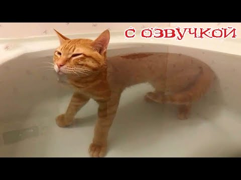 Видео: Приколы с котами! Смешные коты С ОЗВУЧКОЙ! ПРИКОЛЫ С ЖИВОТНЫМИ 2023!