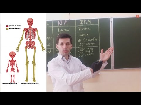 Видео: Костный мозг